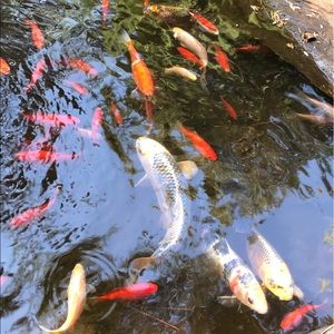 Meet your Posher, Benny